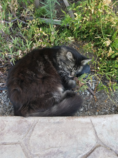 Pet Supply Store «Brentwood Feed & Pet Supply», reviews and photos, 2500 Walnut Blvd, Brentwood, CA 94513, USA