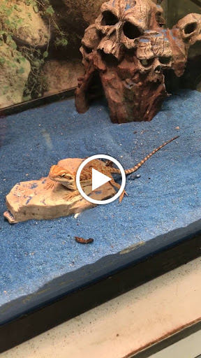 Pet Store «Petland Discounts - Parkchester», reviews and photos, 1949 Westchester Ave, Bronx, NY 10462, USA