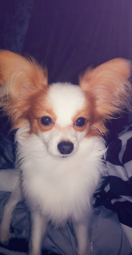 Pet Store «Pet Junction», reviews and photos, 146 NH-108, Dover, NH 03820, USA