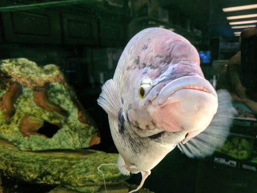 Pet Store «The Aquarium & Fish Store», reviews and photos, 710 W Lumsden Rd, Brandon, FL 33511, USA