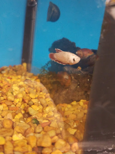 Pet Supply Store «Petco Animal Supplies», reviews and photos, 5190 Borgen Blvd #201, Gig Harbor, WA 98332, USA