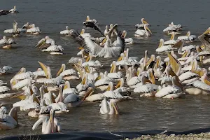 Water reservoir - Lookout pelicans image