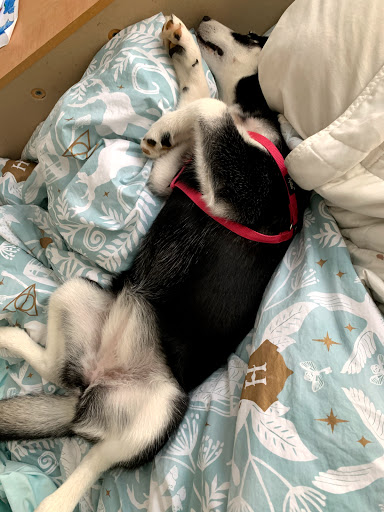 Dog Day Care Center «The Dog House, LLC», reviews and photos, 1999 S Yost Ave, Bloomington, IN 47403, USA