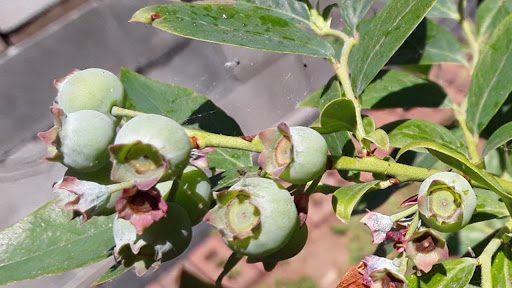 Produce Market «Miller Farms», reviews and photos, 10140 Piscataway Rd, Clinton, MD 20735, USA