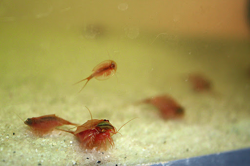 Triops in Brønderslev, Brønderslev