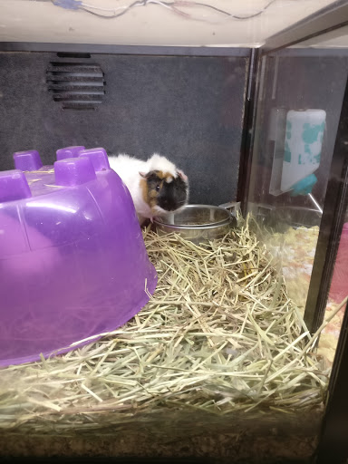 Pet Supply Store «PetSmart», reviews and photos, 2818 S Louise Ave, Sioux Falls, SD 57106, USA