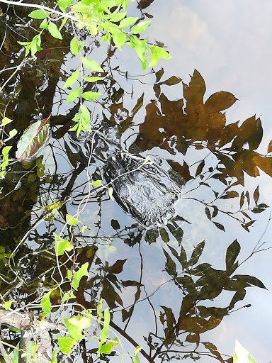 Visitor Center «Big Cypress Swamp Welcome Center», reviews and photos