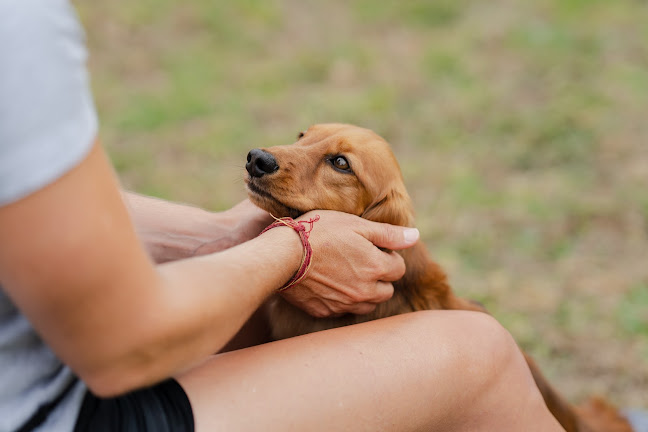 Augusta Grayson - Proactive Canine Training - Dog trainer
