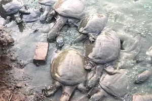 Tortoies Reserve Area image
