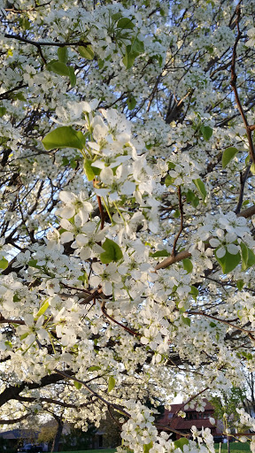 Park «St Clair Shores Park», reviews and photos, 20000 Stephens, St Clair Shores, MI 48080, USA