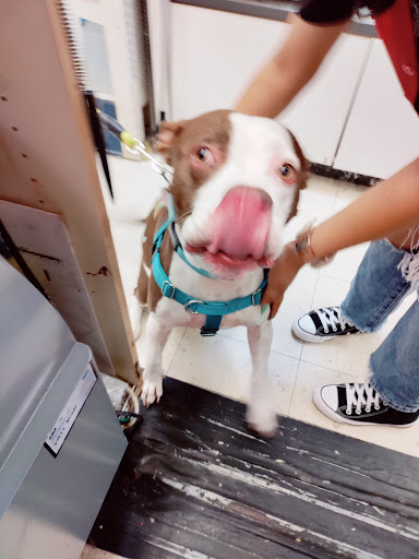 Hardware Store «Tele-Tron Ace Hardware», reviews and photos, 6604 Cermak Rd, Berwyn, IL 60402, USA