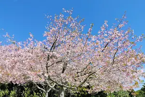 Botanical Gardens Off Leash Area image