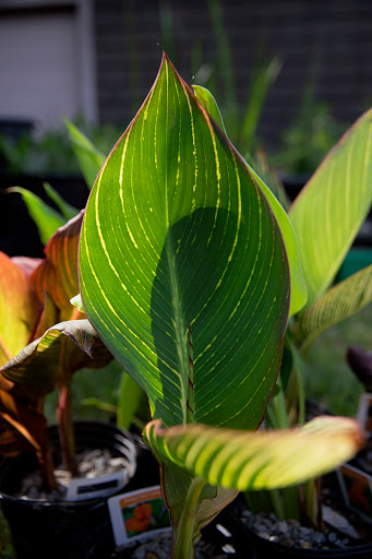 Pond Fish Supplier «The Funky Koi. Pet, Pond, Water Garden, Equine and Farm Supplies», reviews and photos, 41 Porter St, Berkley, MA 02779, USA