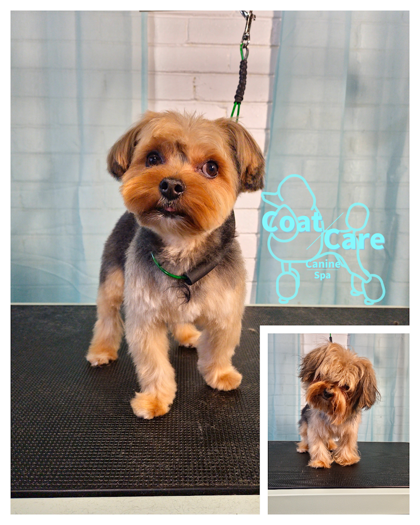 Coat Care Canine Spa LLC