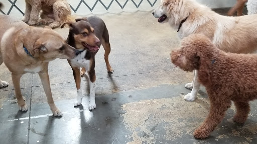 Pet Supply Store «Odyssey Pets», reviews and photos, 14999 Preston Rd #400a, Dallas, TX 75254, USA