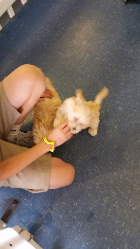 Pet Store «Puppies Plus LLC», reviews and photos, 6405 S Virginia St # 1, Reno, NV 89511, USA