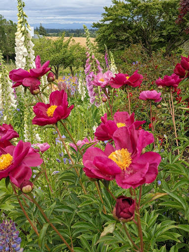 Vineyard «Cristom Vineyards», reviews and photos, 6905 Spring Valley Rd NW, Salem, OR 97304, USA