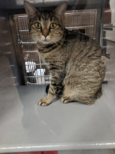 Pet Store «PetSmart», reviews and photos, 17150 Ventura Blvd, Encino, CA 91316, USA