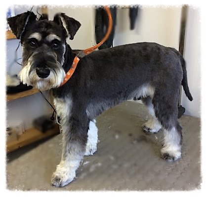 Cutz 4 k9s Dog grooming Services