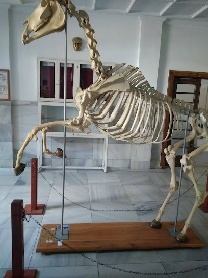 Veteriner Anatomi Müzesi