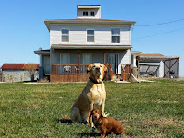 Critter Castle pet care services - Photo 1 - Car repair in , Peoria