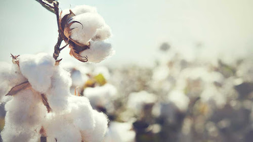 Magasin de vêtements Le Blé en Herbe - Palavas les Flots Palavas-les-Flots