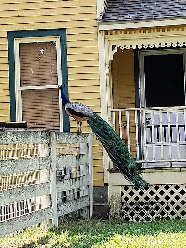 Bed & Breakfast «Shamrock Farm Bed & Breakfast», reviews and photos, 2388 Millville Rd, Lapeer, MI 48446, USA