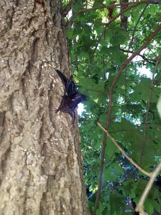 Animal Control Service «Xceptional Wildlife Removal», reviews and photos