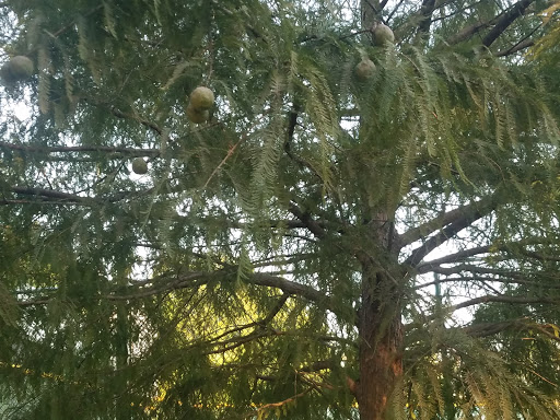 Park «Eugene Simpson Stadium Park», reviews and photos, 426 E Monroe Ave, Alexandria, VA 22301, USA