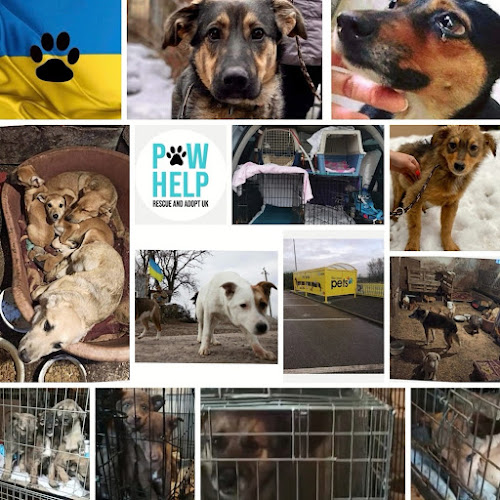 Comments and reviews of Paw Help Rescue and Adopt UK