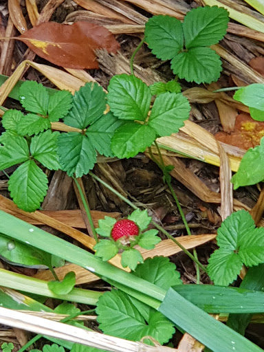 Museum «Mount Vernon Hotel Museum & Garden», reviews and photos, 421 E 61st St, New York, NY 10065, USA