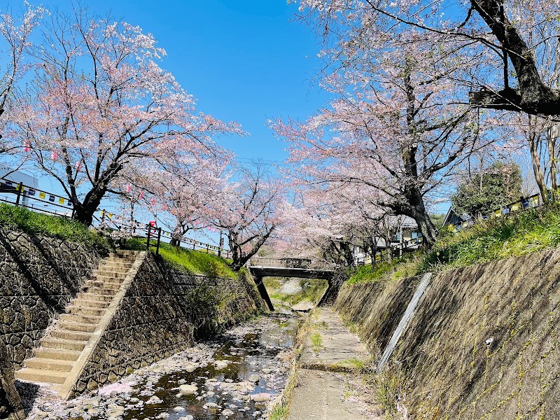関川の桜