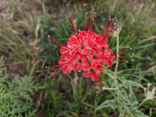 Park «John James Park», reviews and photos, 3910 Rittiman Rd, San Antonio, TX 78234, USA