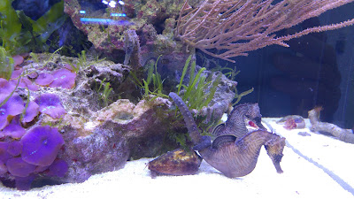 Fabcorail à Littenheim