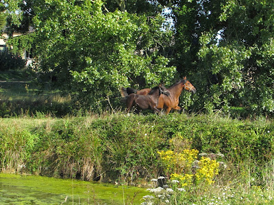 Ecuries du Guyreno à Quédillac