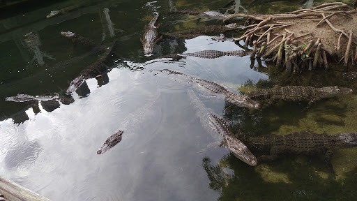 Zoo «Alligator Adventure», reviews and photos, 4604 Hwy 17 S, North Myrtle Beach, SC 29582, USA