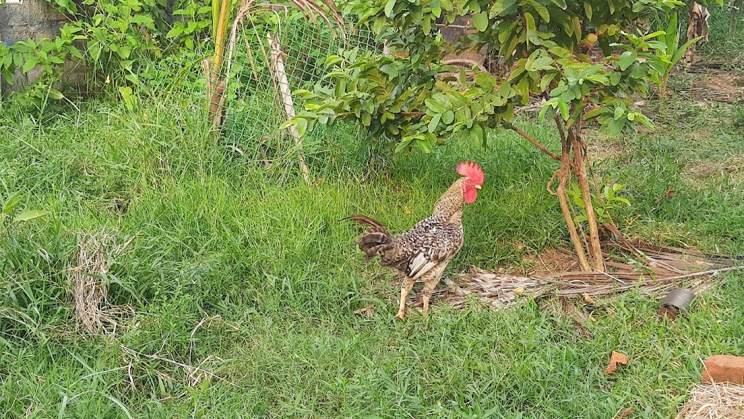 Chennai Nattukozhi Siruvedai Chickens, G.F.D Garden