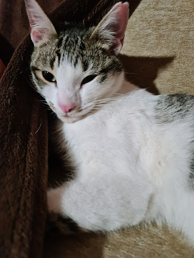 Clínica Veterinaria Lovets en Villanueva del Pardillo