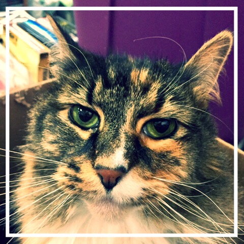 Used Book Store «The Corvallis Book Bin», reviews and photos, 215 SW 4th St, Corvallis, OR 97333, USA