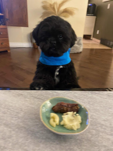 Central Alberta Shih Tzu