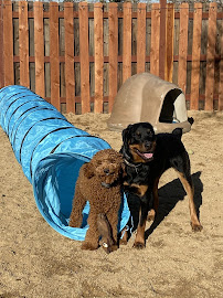 Pack Perfect K9 Training - Photo 5 - Car repair in Sparks, NV, Reno