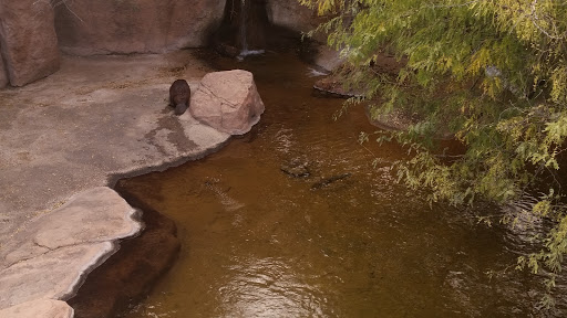 Natural History Museum «Arizona-Sonora Desert Museum», reviews and photos, 2021 N Kinney Rd, Tucson, AZ 85743, USA