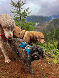 Wild Pup Adventures - Photo 4 - Car repair in Beaverton, OR, Hillsboro