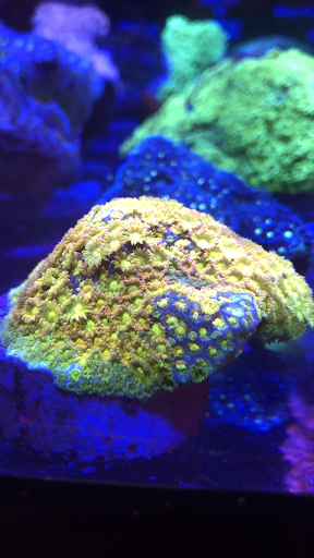 Aquarium «1st Class Aquarium», reviews and photos, 1167 Bay St, Staten Island, NY 10305, USA