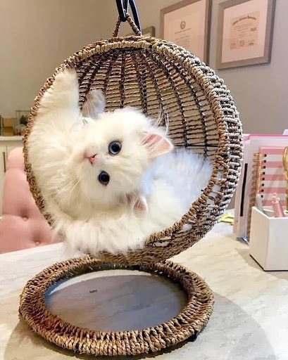 Home Goods Store «Pier 1 Clearance Store», reviews and photos, 9 Centre Dr, Central Valley, NY 10917, USA