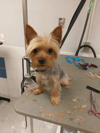 Pet Supply Store «Petco Animal Supplies», reviews and photos, 4012 W 27th Ave, Kennewick, WA 99337, USA