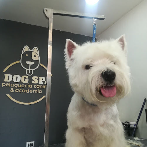 DOG SPA peluquería canina - Peluquería