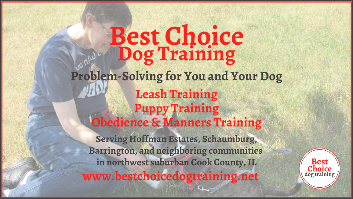 Best Choice Dog Training