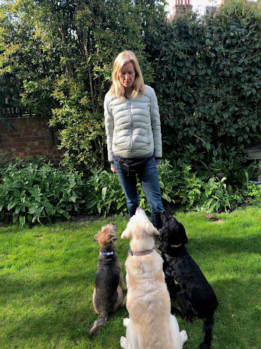 Reviews of Be More Dog in London - Dog trainer