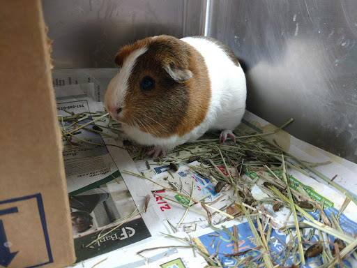 Animal Shelter «Heritage Humane Society», reviews and photos